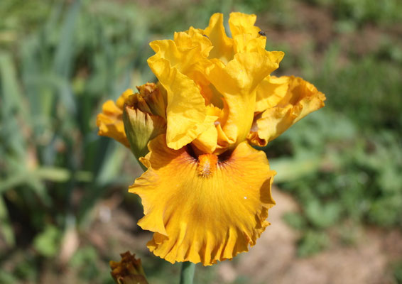 RDY22-B :   RED SKIES X Semis Blyth R41-4 