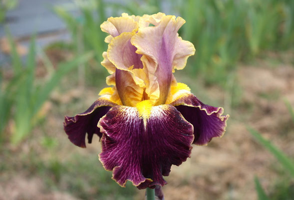 RDZ174-A :    ENLIGHTENED X SPENDTHRIFT