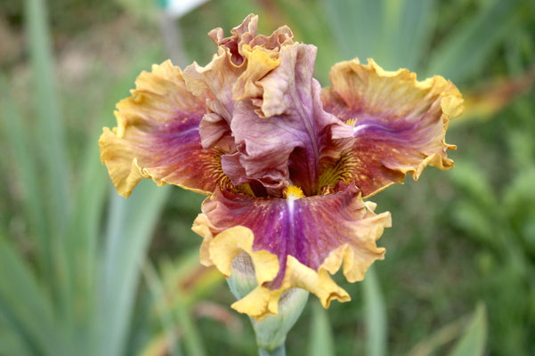 RDZ140-C :   HONORINE sib X GARDEN PLEASURE