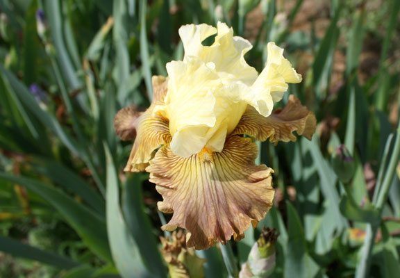 RDY53-C :   HAUNTED HEART X DANCING STAR