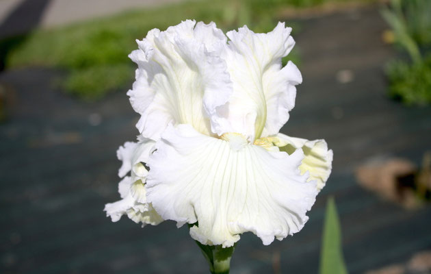 RDZ136-A :   (RDV14-A SOMNI X ROYAL STERLING) X LEMON BUBBLY