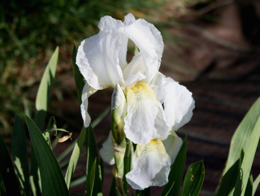 Iris Germanica Florentina