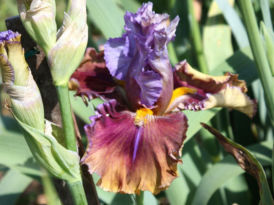 RDY13-C :   IRIADE X Semis Blyth R41-4 