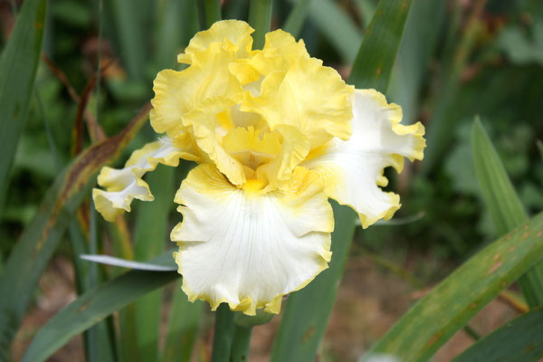 RDY18-B :   THAT’S ALL FOLKS X SOMNI