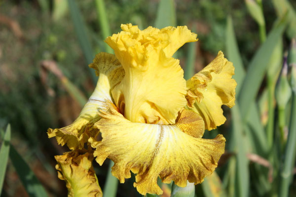 RDY20-B :   OUT OF THE DARK X Semis Blyth R41-4 