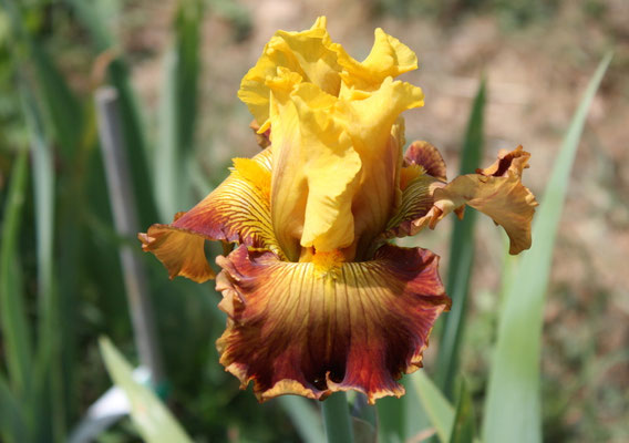 RDZ173-A :    RIM ON FIRE X BABY I LOVE YOU