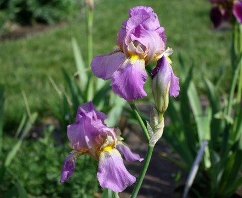 Douce Amie Cayeux 1934