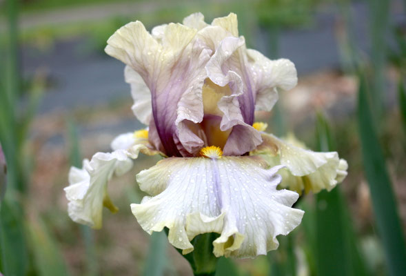 RDY08-B :    (RDV28-A : KITTY KAY X QUEENS OF ANGELS) X COLETTE CLAVEL