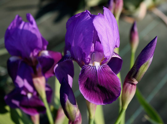 Iris Marsica