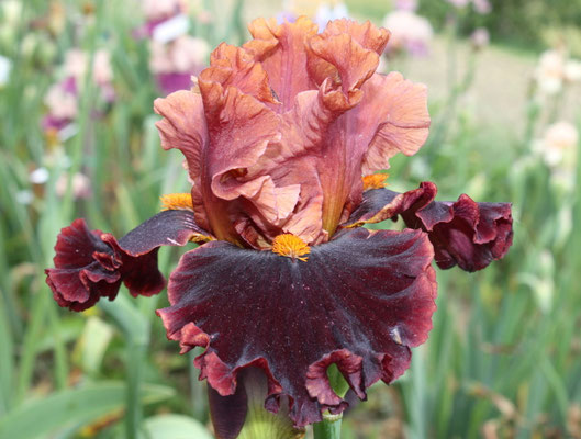 RDY22-C :   RED SKIES X Semis Blyth R41-4 