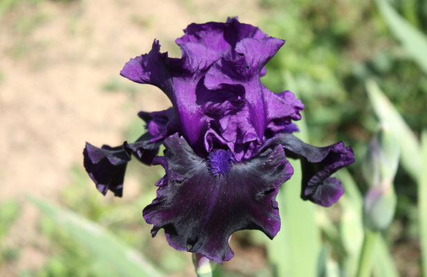 RDY26-A :   RAVEN GIRL X DANCING STAR