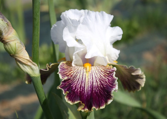 RDZ148-A :    (RDW100-A WILD ANGEL X SCATTERBRAIN) X (RDW126-D : SCATTERBRAIN X EXPOSE)