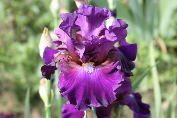 RDY52-B :   ECLIPSE DE MAI X TOBACCO CHEW