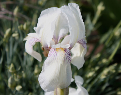 Mrs Horace Darwin Foster 1888 