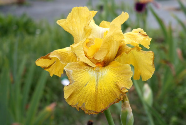 RDY20-D :   OUT OF THE DARK X Semis Blyth R41-4 