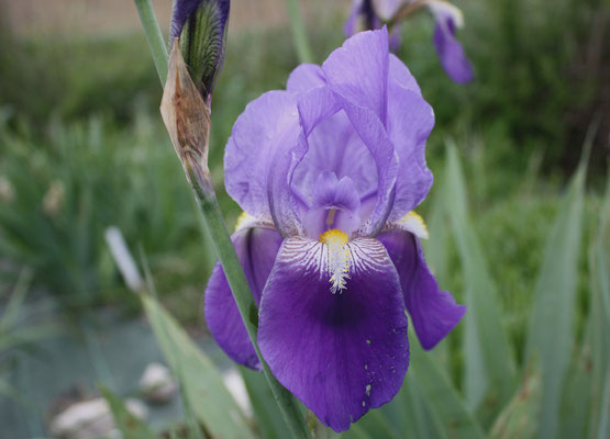 Iris Mésopotamica