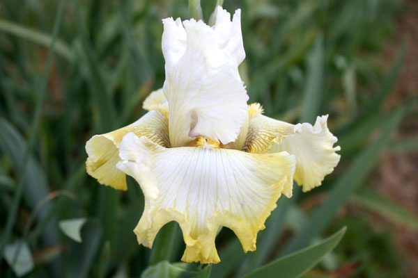 RDY13-B :   IRIADE X Semis Blyth R41-4 