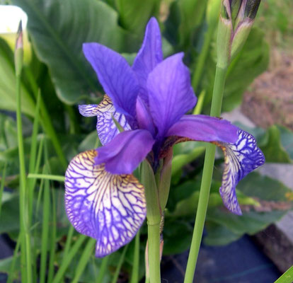 Iris de Sibérie Shaker's Prayer