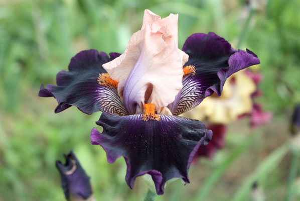 RDY38-A :   CAFE D’AMOUR X DANCING STAR