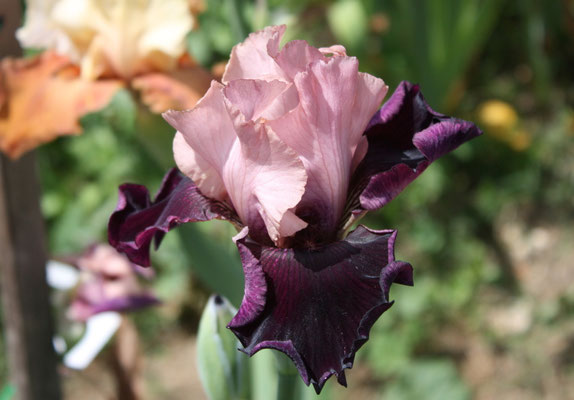 RDY54-C :   PRIVATE EYE X A STAR IS BORN