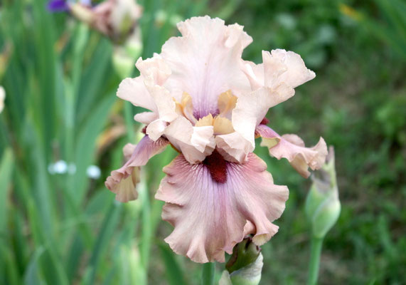 RDY35-A  :   A STAR IS BORN X TOBACCO CHEW