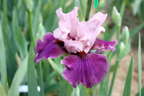 RDY54-A :   PRIVATE EYE X A STAR IS BORN