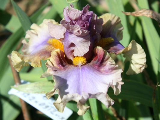 RDY08-E :   (RDV28-A : KITTY KAY X QUEENS OF ANGELS) X COLETTE CLAVEL