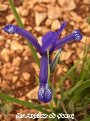 Iris Sintenisii