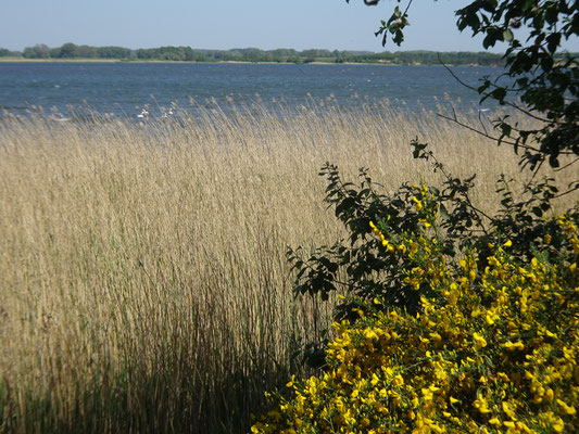 Ostsee Schilfgürtel mit Ginster