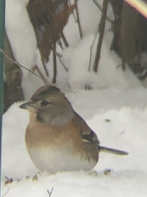 Bergfink im Winter