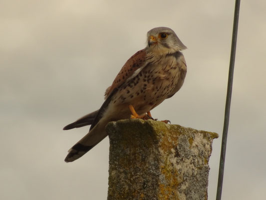 Turmfalke - männl.
