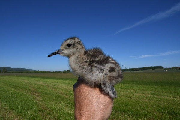 Junger Brachvogel - Foto: Andreas von Lindeiner