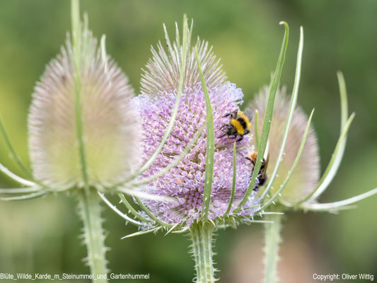 Blüte der Wilden Karde mit Hummeln