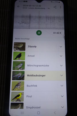 Merlin Bildschirm, während der Vogelstimmen Aufnahme