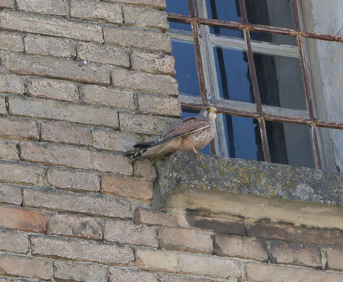 männl. Turmfalke am Gefängnisturm