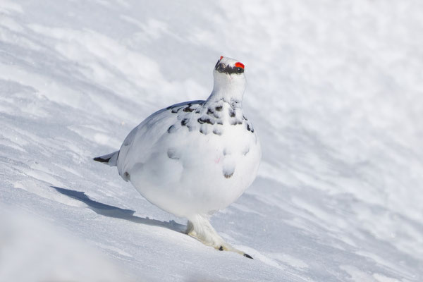 Alpenschneehuhn - Foto: Arnd Kolleck