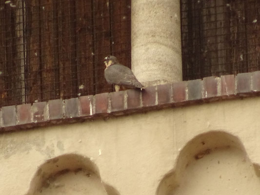 junger Wanderfalke (männl.)