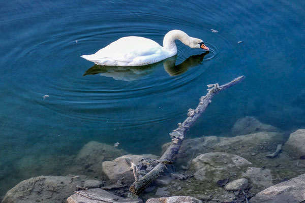 Wolfgang Schoch - Schwan im Kaiserweiher Kaufbeuren