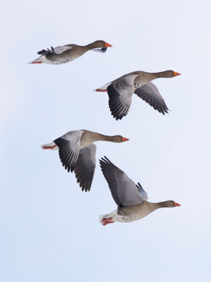 Vincent Geiger - Gänse im Flug am Hopfensee