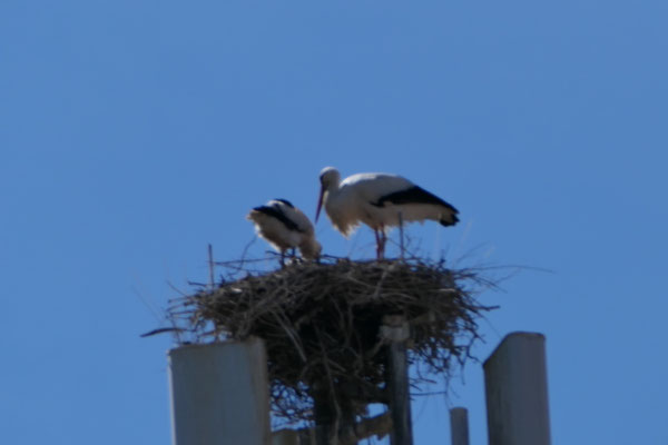 Weißstorch, links: deutlich gewachsener Jung Storch vom 1.6.