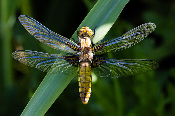 Peter Sbresny - Libelle beim Sonnenbad