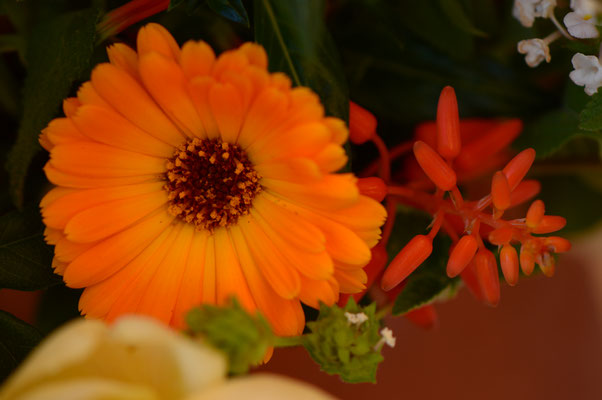 in a vase on monday, iavom, monday vase, small sunny garden, desert garden, amy myers, photography, garden blog