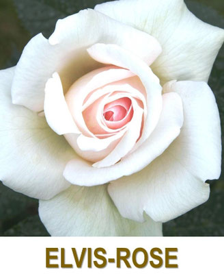 Elvis-Rose