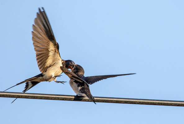 und schon ist der Elternvogel wieder zurück