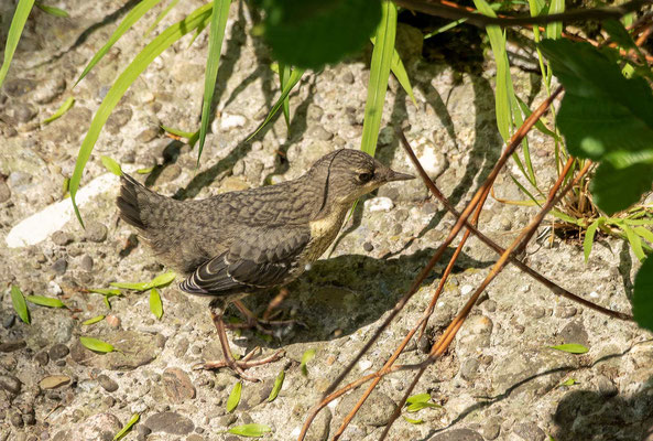 hier wagt sich der Jungvogel nach draußen