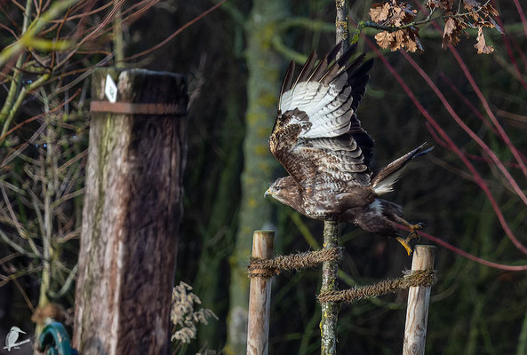 und fliegt zu einem nebenan gelegenen Waldgebiet