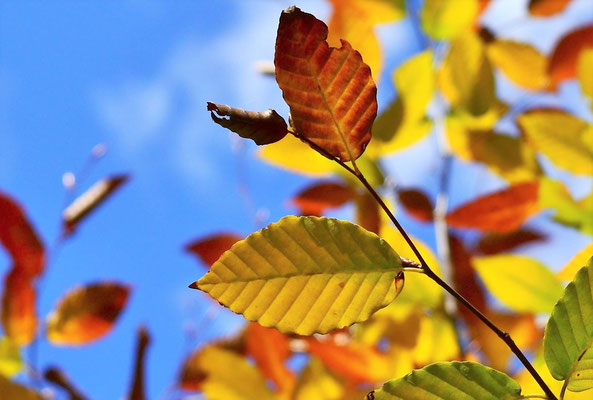 ブナの紅葉