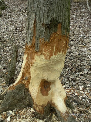 Biber (Castor fiber)  ©  Mag. Angelika Ficenc