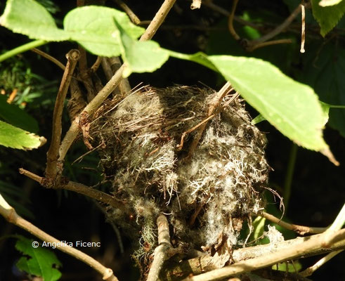 Vogelnest © Mag. Angelika Ficenc