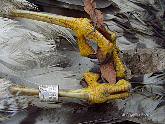 Totfund Sperber (Accipiter nisus), Füße und Klauen  © Mag. Angelika Ficenc